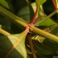 Hamelia patens Jacq.